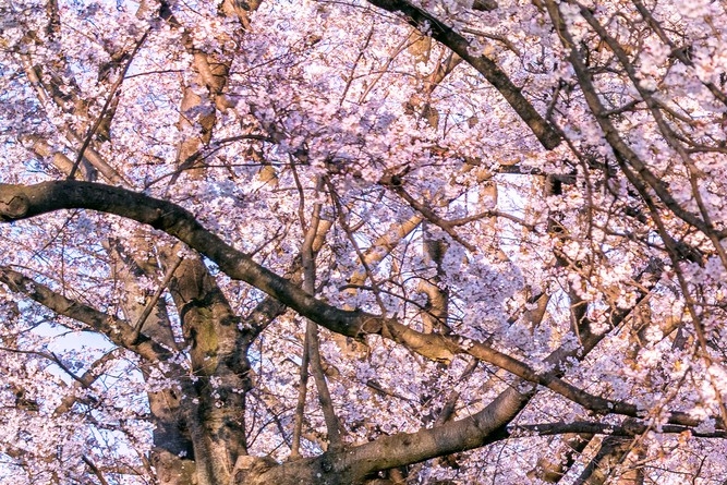 남자 가슴수술 여성형유방증 치료방법 관련 이미지 22