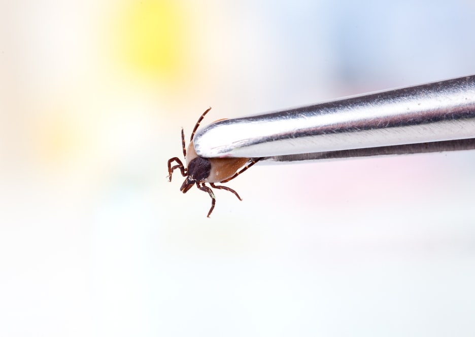 This Is What a Tick Bite Looks Like! What to Do If You’re Bitten and How to Prevent It image 5