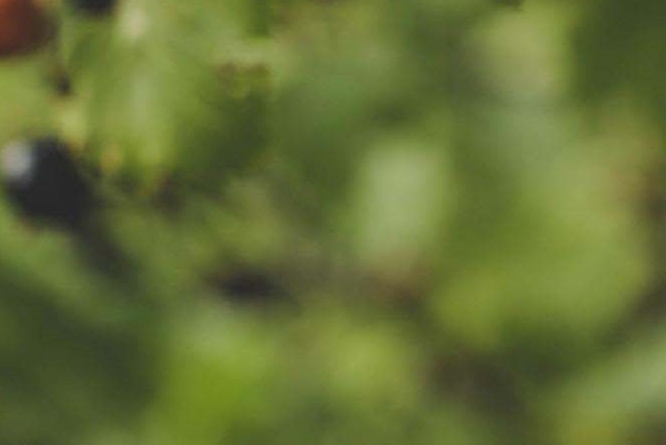What Are the Benefits of Mulberries, How Should They Be Stored, and What Side Effects Should You Watch Out For? image 11