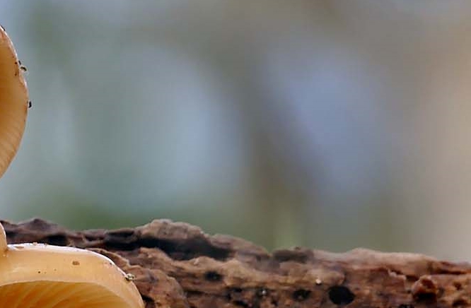 Red Stag Horn Mushroom Toxicity and Differences from Ganoderma Mushroom image 13