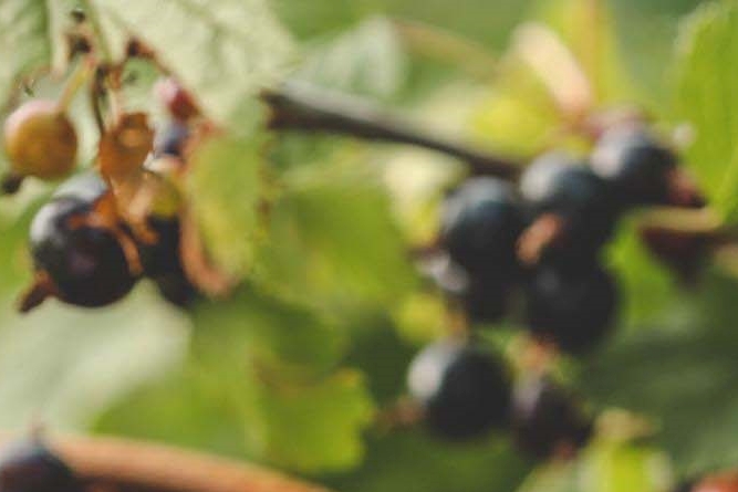 What Are the Benefits of Mulberries, How Should They Be Stored, and What Side Effects Should You Watch Out For? image 7