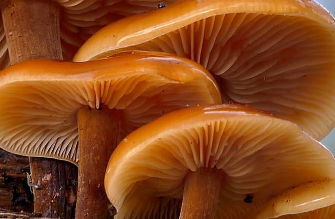 Red Stag Horn Mushroom Toxicity and Differences from Ganoderma Mushroom image 12