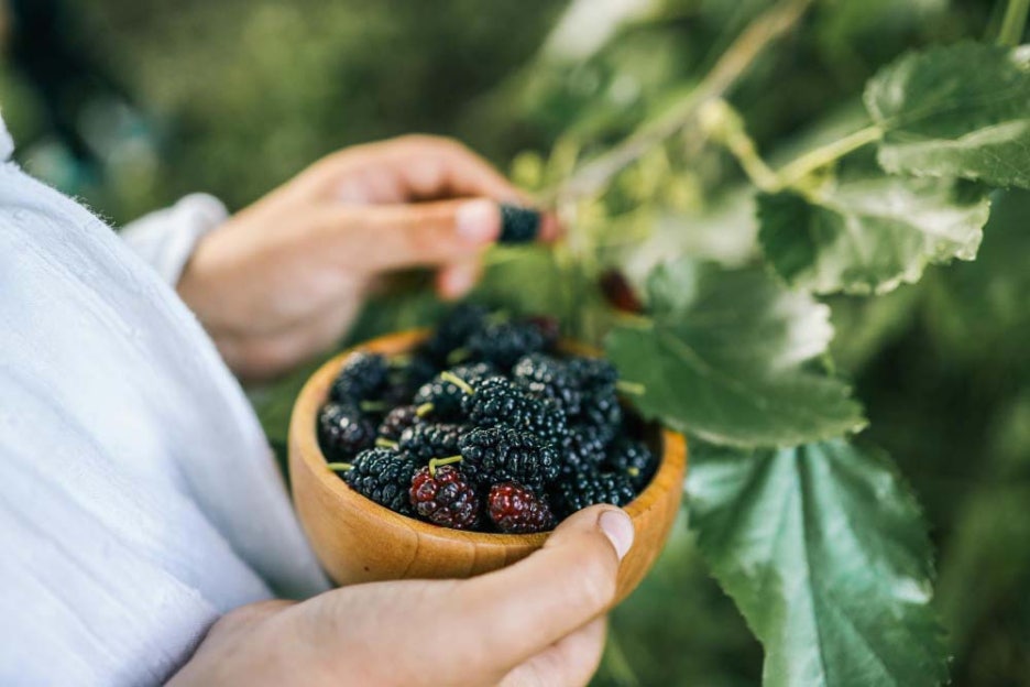 What Are the Benefits of Mulberries, How Should They Be Stored, and What Side Effects Should You Watch Out For? image 5