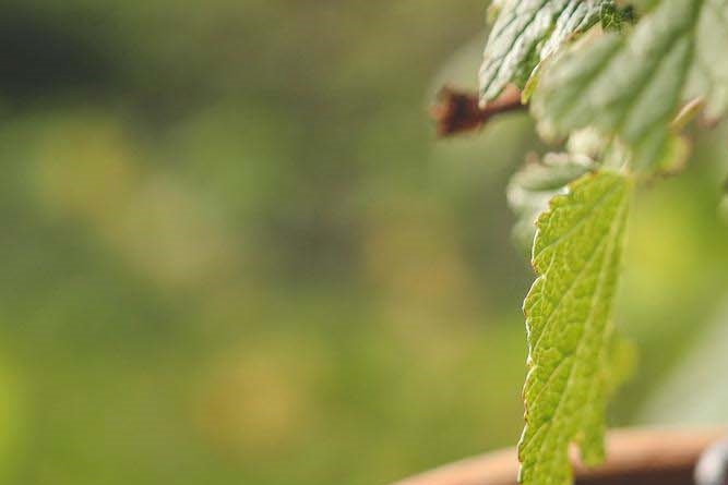 What Are the Benefits of Mulberries, How Should They Be Stored, and What Side Effects Should You Watch Out For? image 6