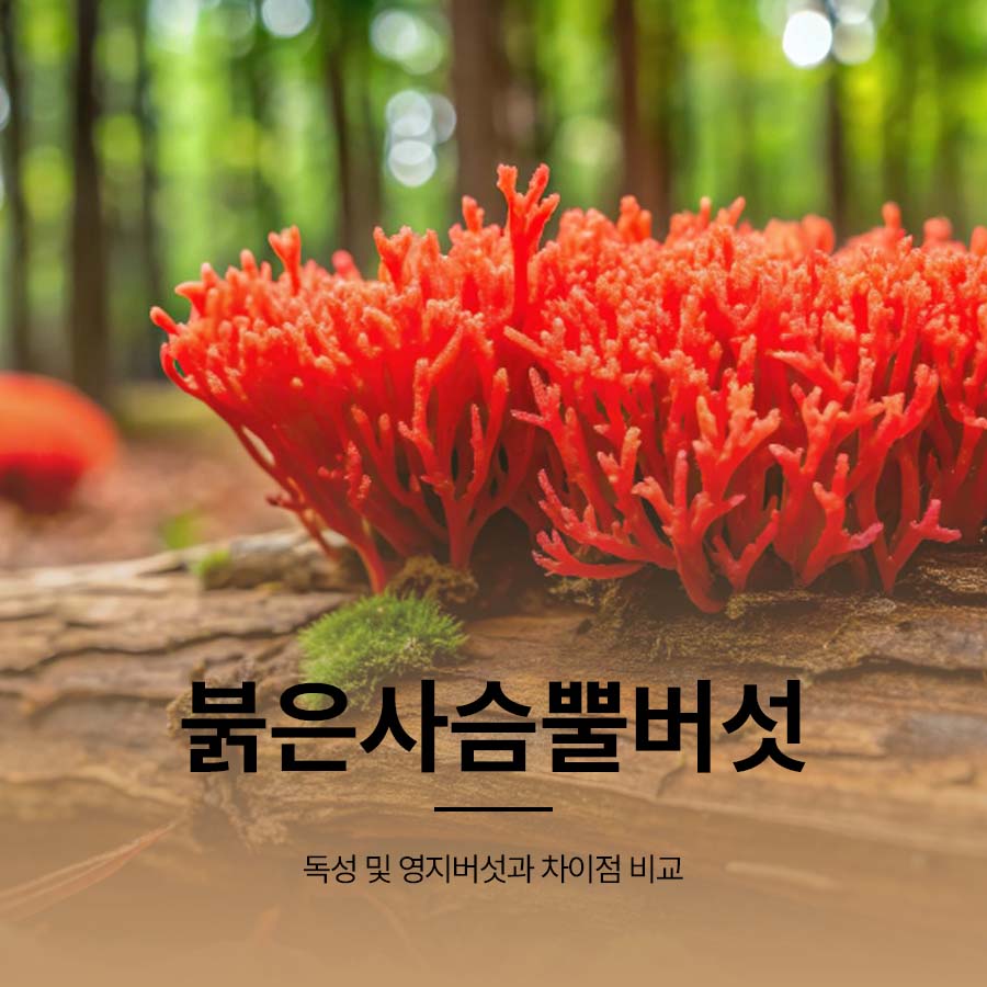 Red Stag Horn Mushroom Toxicity and Differences from Ganoderma Mushroom image 1