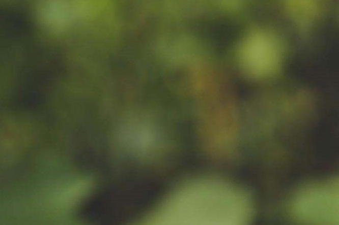 What Are the Benefits of Mulberries, How Should They Be Stored, and What Side Effects Should You Watch Out For? image 14