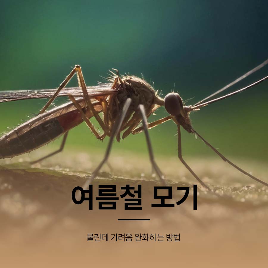 여름철 모기 물린데 가려움 완화법 퇴치법은? 관련 이미지 1