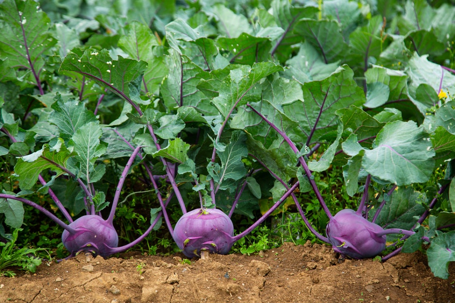 A Complete Guide to Kohlrabi Benefits: Things You Must Know Before Eating It image 4