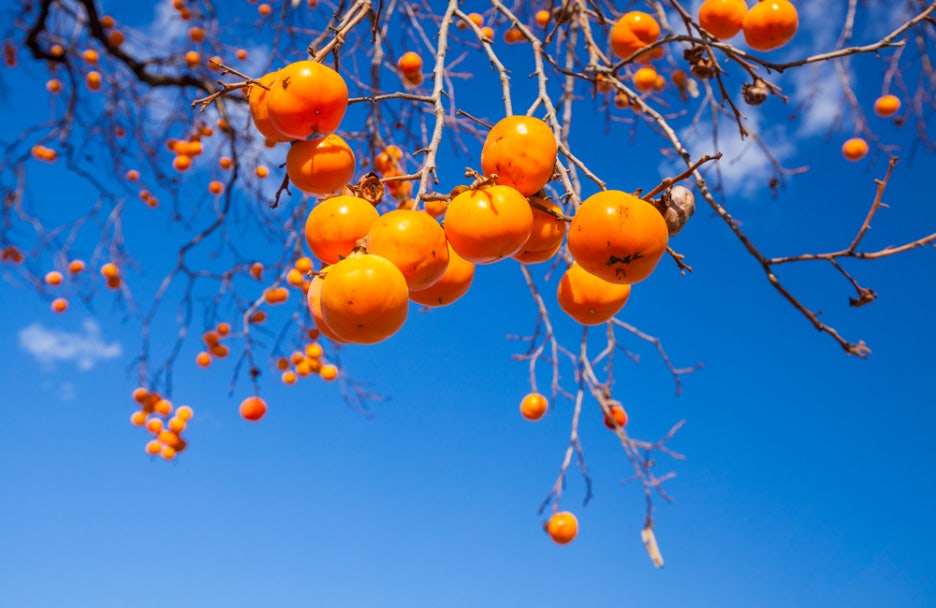 Persimmon Benefits, Calories, and Constipation Precautions at a Glance image 3