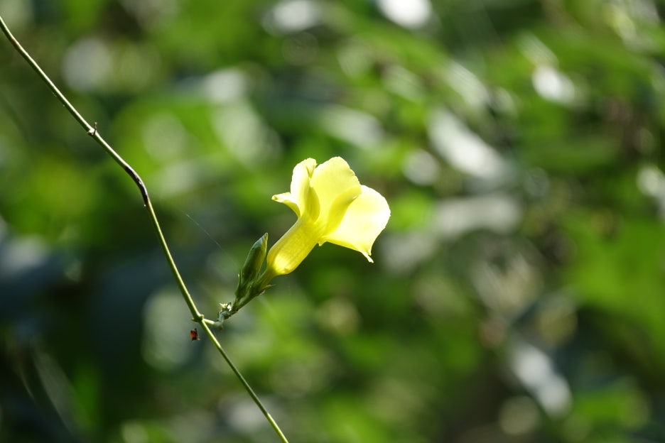 The Meaning and Legend of Udambaraflower: The Truth Behind the Claim That It Blooms Once Every 3,000 Years image 6