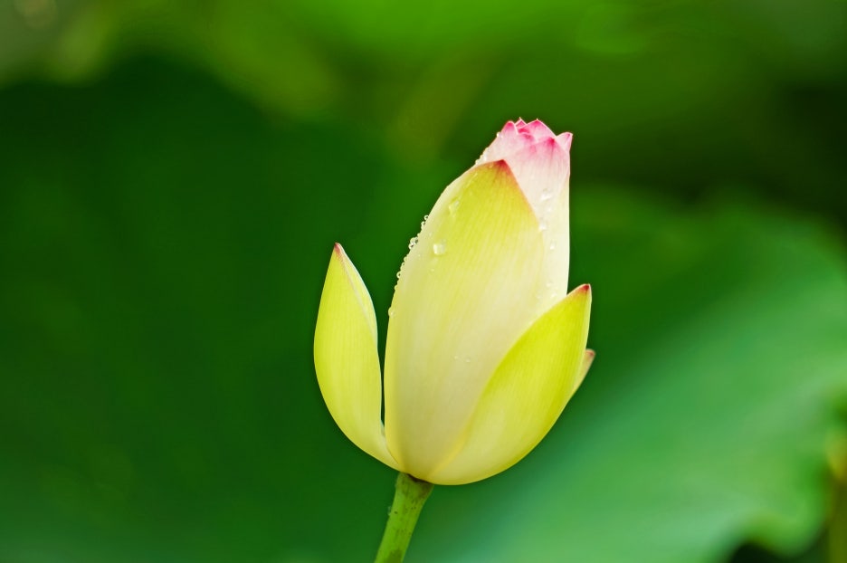 The Meaning and Legend of Udambaraflower: The Truth Behind the Claim That It Blooms Once Every 3,000 Years image 2