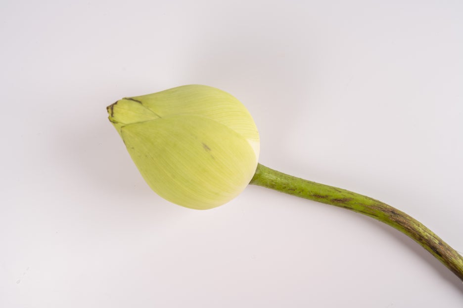 The Meaning and Legend of Udambaraflower: The Truth Behind the Claim That It Blooms Once Every 3,000 Years image 5