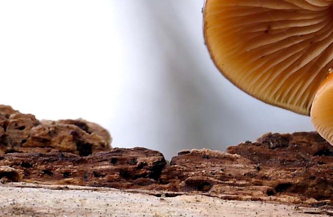 Red Stag Horn Mushroom Toxicity and Differences from Ganoderma Mushroom image 11