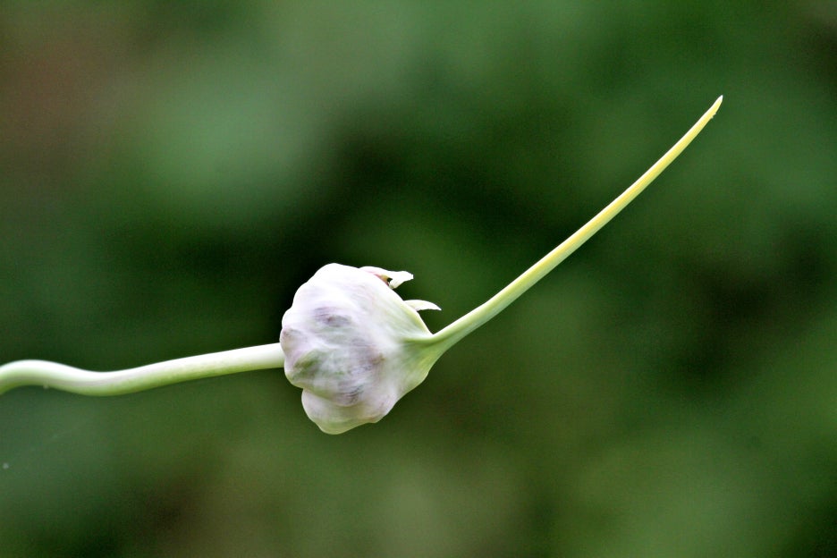 The Meaning and Legend of Udambaraflower: The Truth Behind the Claim That It Blooms Once Every 3,000 Years image 3