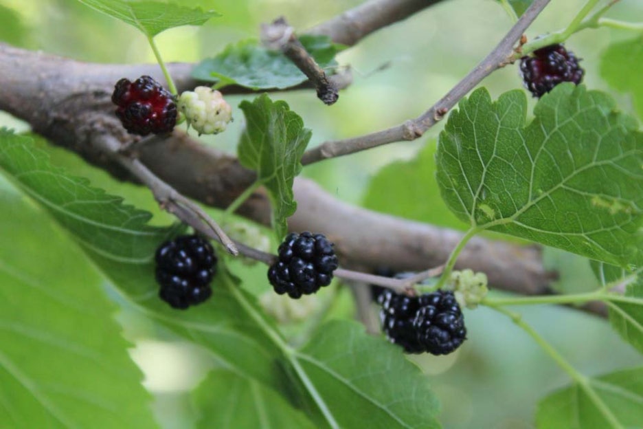 What Are the Benefits of Mulberries, How Should They Be Stored, and What Side Effects Should You Watch Out For? image 2