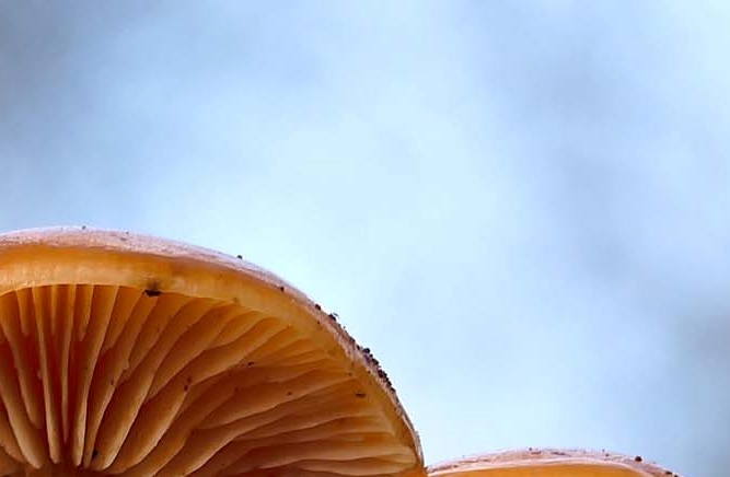 Red Stag Horn Mushroom Toxicity and Differences from Ganoderma Mushroom image 9