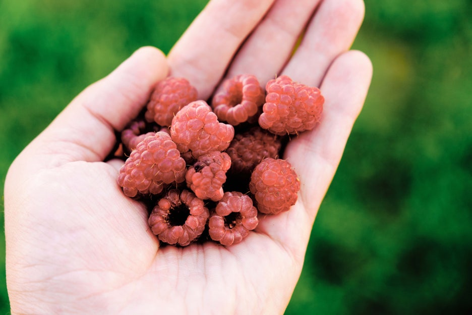 About the Benefits of Wild Raspberries, Peak Season, and Washing Methods image 3