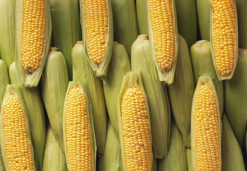 How to Boil Corn: The Secret to Making It Delicious Without New Sugar image 5