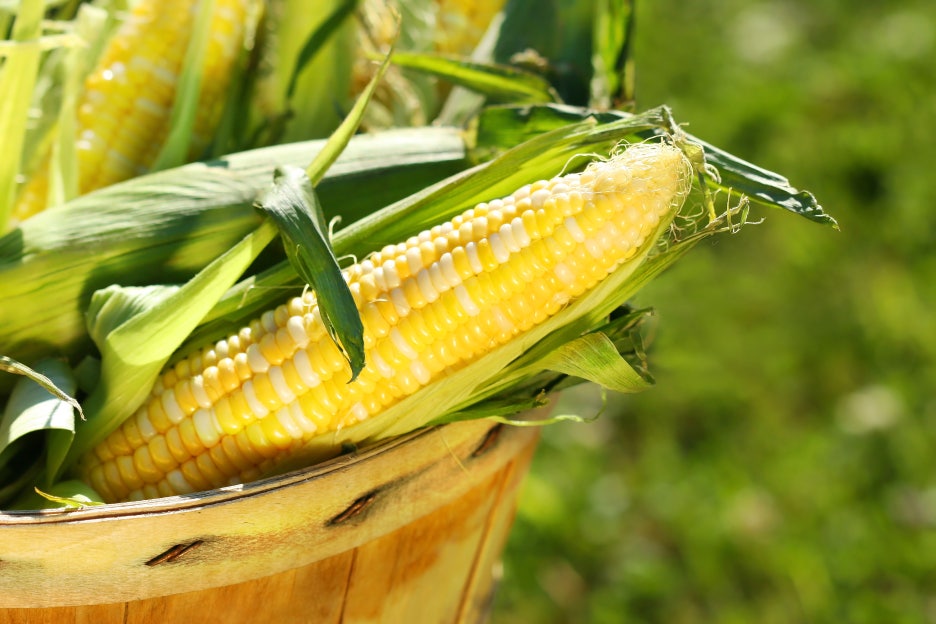 How to Boil Corn: The Secret to Making It Delicious Without New Sugar image 7