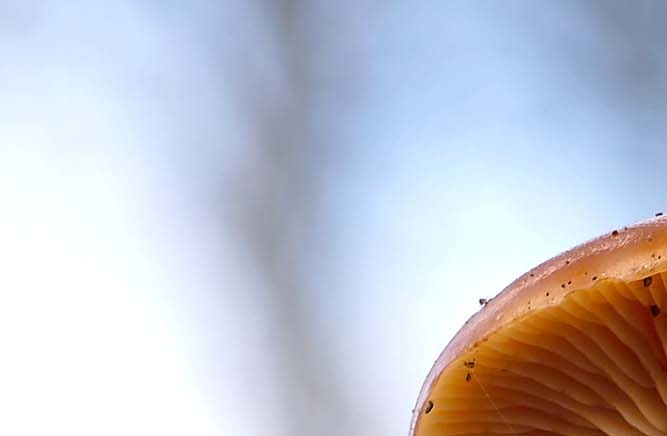 Red Stag Horn Mushroom Toxicity and Differences from Ganoderma Mushroom image 8