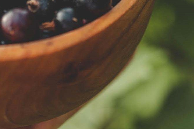 What Are the Benefits of Mulberries, How Should They Be Stored, and What Side Effects Should You Watch Out For? image 13