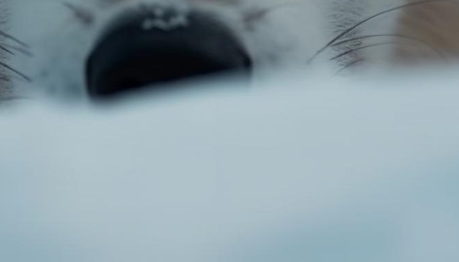 모발이식 무삭발 노컷으로 그대로 티 안나게 관련 이미지 19