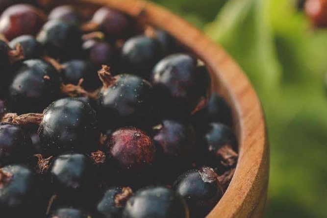 What Are the Benefits of Mulberries, How Should They Be Stored, and What Side Effects Should You Watch Out For? image 10