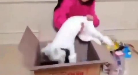 배우 구사랑, 고양이 학대논란..던지고 관련 이미지 4