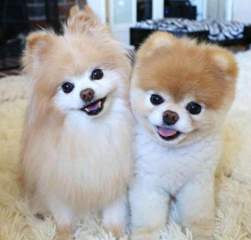 반려동물 보유세, 정부 검토중.. 과연 실현될까? 관련 이미지 2