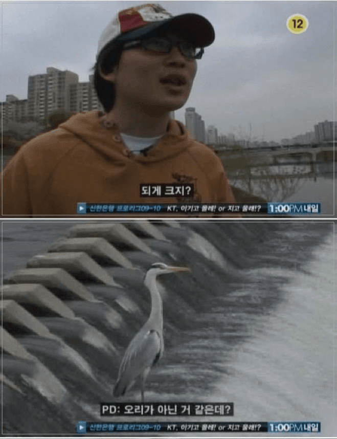 오리 관련 이미지 1