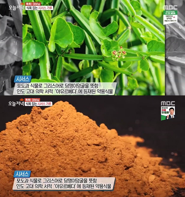 다이어트 직빵! 시서스 가루 효과와 부작용에 대하여 모든 정보 관련 이미지 5