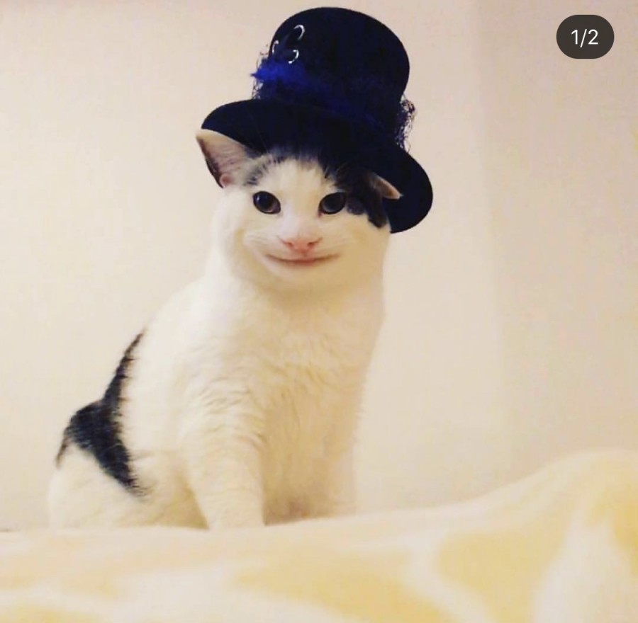 예의바른 고양이 근황 관련 이미지 1