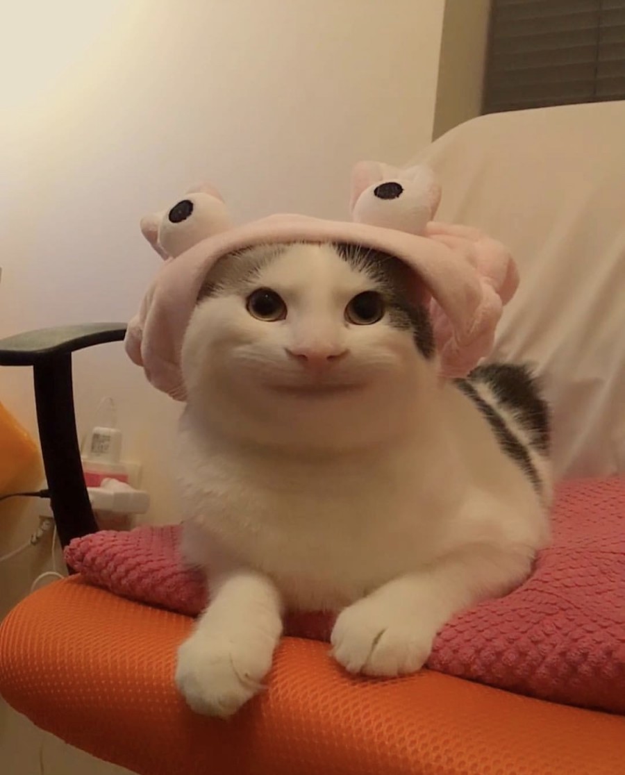예의바른 고양이 근황 관련 이미지 6