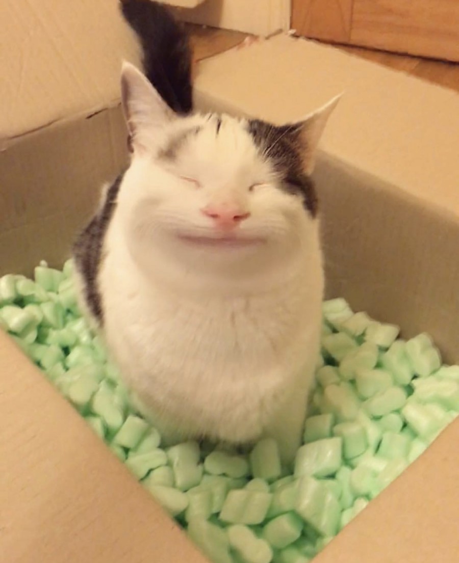 예의바른 고양이 근황 관련 이미지 7