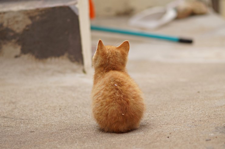 만지고 싶은 고양이 뒤태 모음 관련 이미지 4