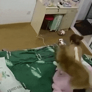 고장난 강아지 관련 이미지 1