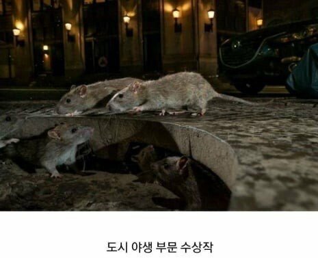 2019 동물사진 최우수 수상 작품들 관련 이미지 4