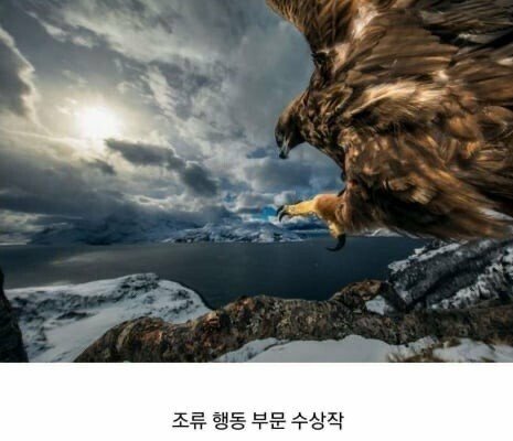 2019 동물사진 최우수 수상 작품들 관련 이미지 2