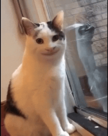 예의바른 고양이 근황 관련 이미지 9