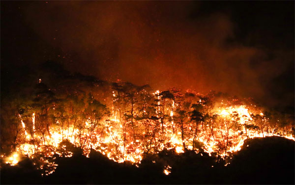 안동 산불 근황, 바람타고 확산중!(영상) 관련 이미지 1