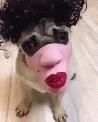 할머니집 복실이 관련 이미지 1