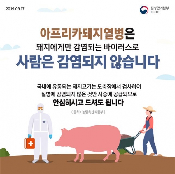 아프리카돼지열병, 전국 누적 41건 검출! 관련 이미지 1