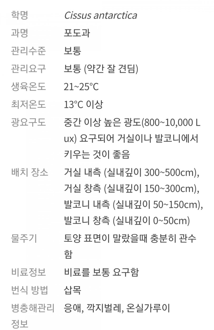 다이어트 직빵! 시서스 가루 효과와 부작용에 대하여 모든 정보 관련 이미지 2