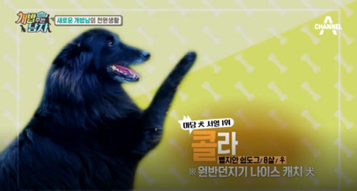 배우 김민교, 반려견 관련 이미지 4