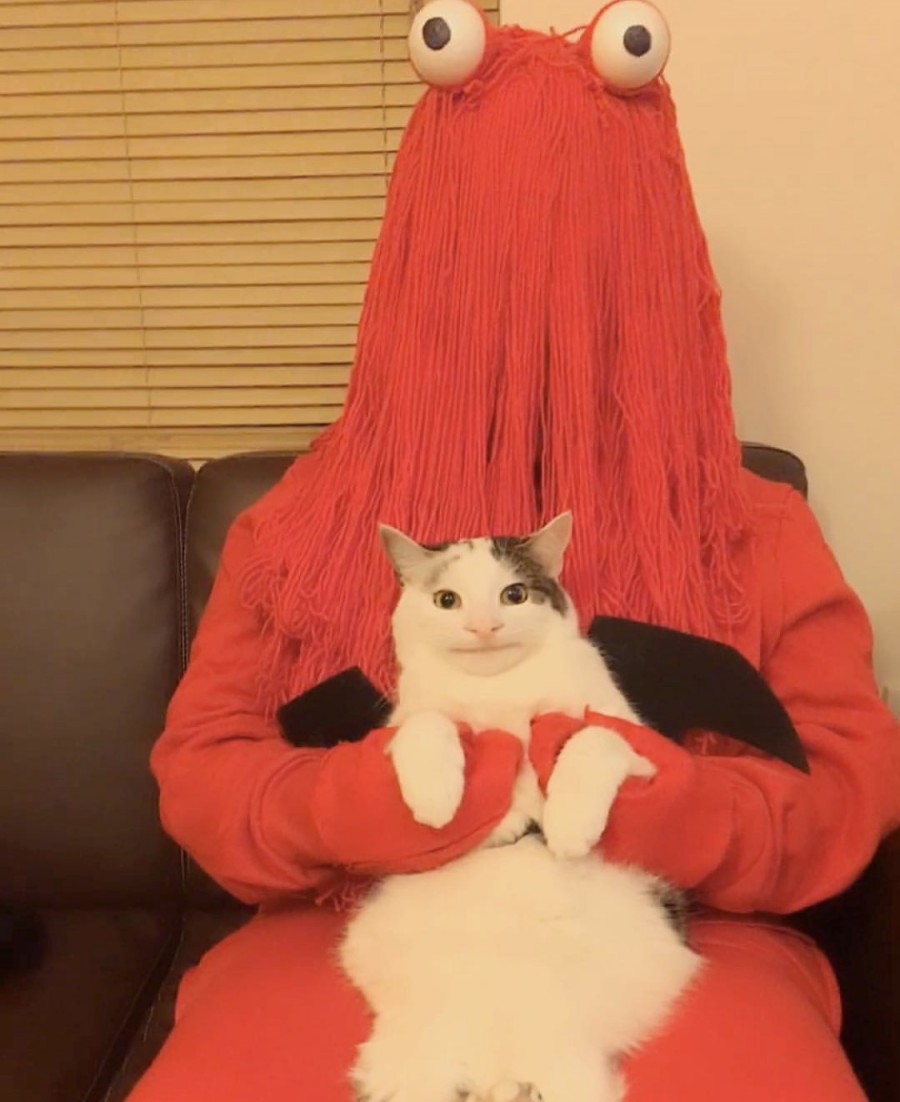 예의바른 고양이 근황 관련 이미지 5