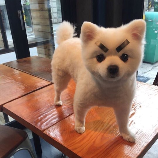 반려동물 보유세, 정부 검토중.. 과연 실현될까? 관련 이미지 4