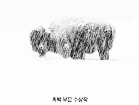 2019 동물사진 최우수 수상 작품들 관련 이미지 7