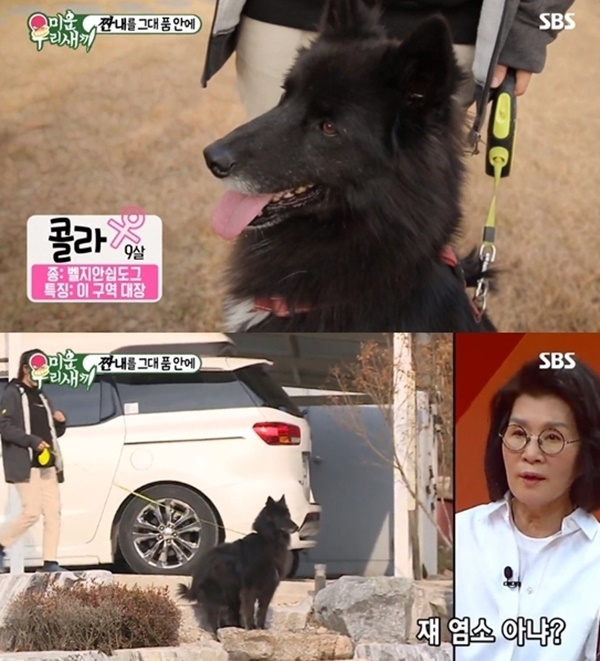 배우 김민교, 반려견 관련 이미지 3