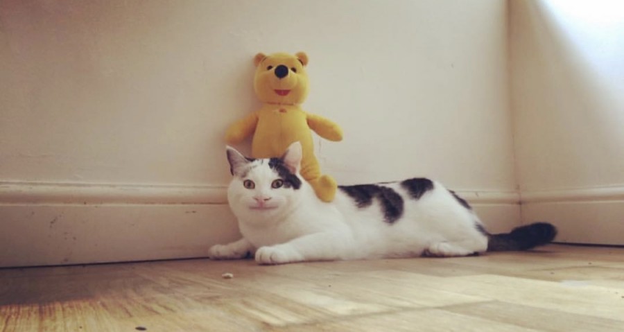 예의바른 고양이 근황 관련 이미지 3