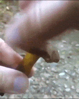 흔한 독버섯의 세계 관련 이미지 1